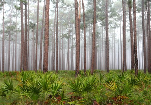 Exploring the Vital Government Agencies and Departments in Northwest Florida